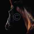 All the greatest moments of thoroughbred