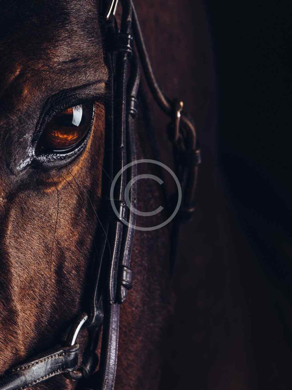 Arabian Horse