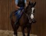 2021 Twirling Candy KY Colt